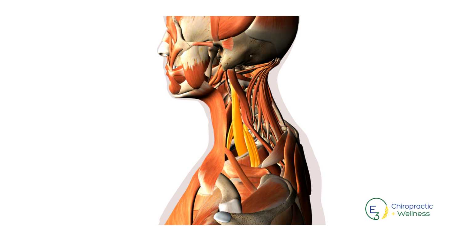 The Three Most Common Causes of Neck Pain | E3 Chiropractic + Wellness