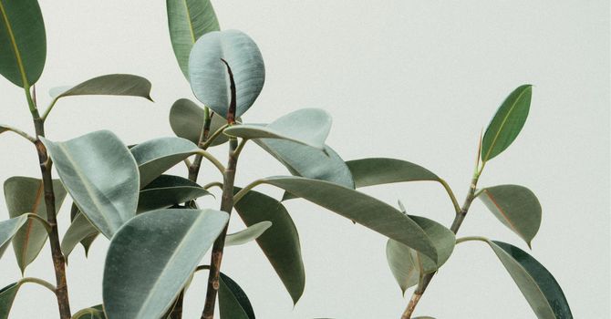 The Leptin Reset Protocol for Weight Loss by Dr. Jack Kruse