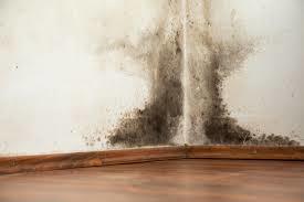 Effective Supplements for Mold Exposure Relief | Tulsi
