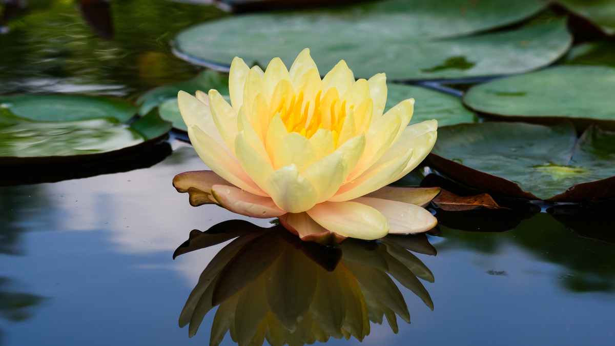 Vibrant Living Lymphatics Cancer Rehabilitation Lymphedema Services