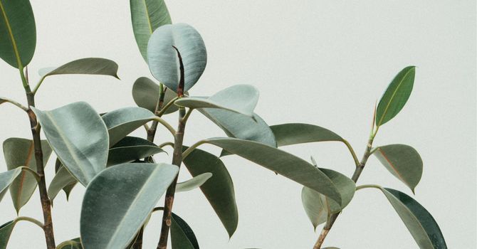 Acupuncture and Functional Medicine