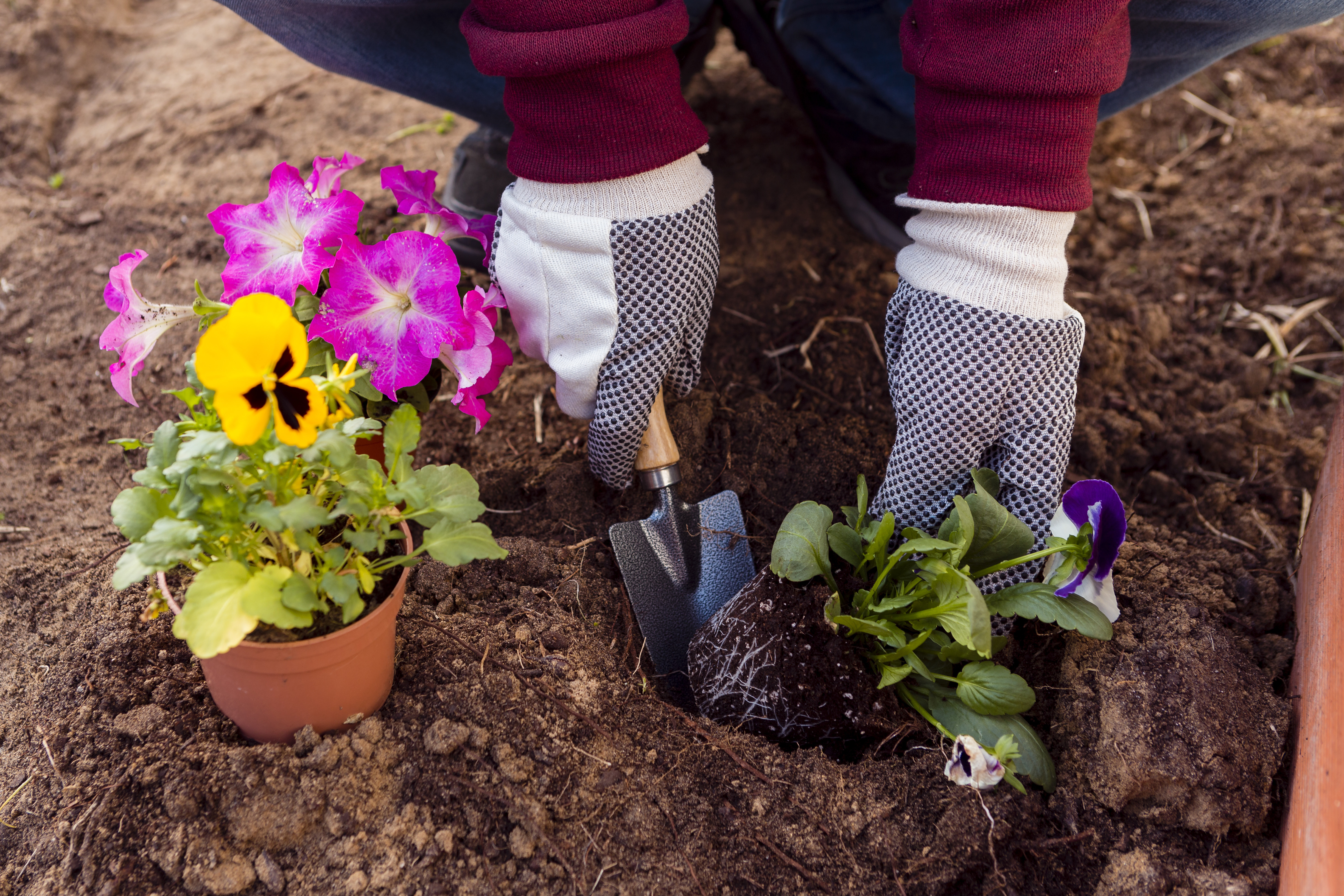 close-up-man-planting-flowers-soil