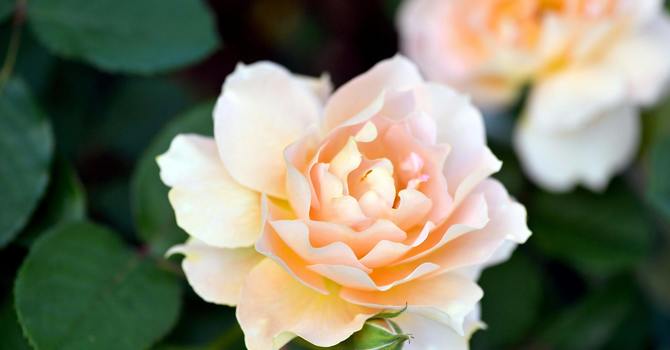 Counselling Psychology