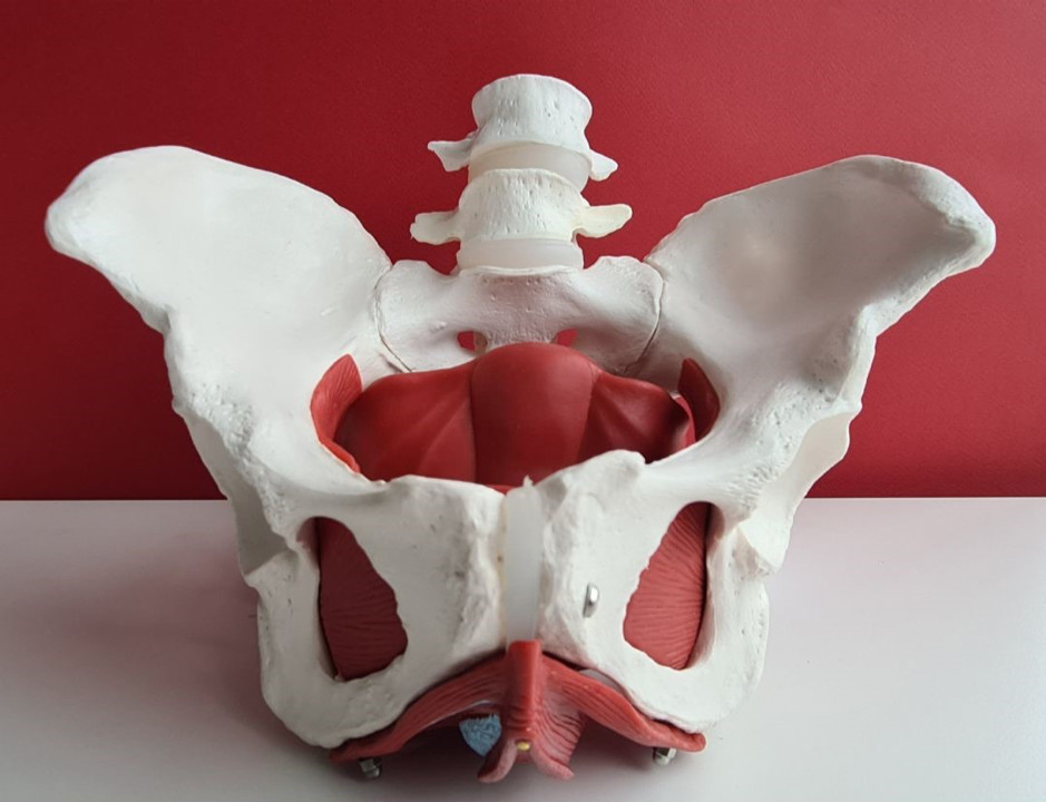 Pelvic Floor Physiotherapy in North York at Leslie and Sheppard