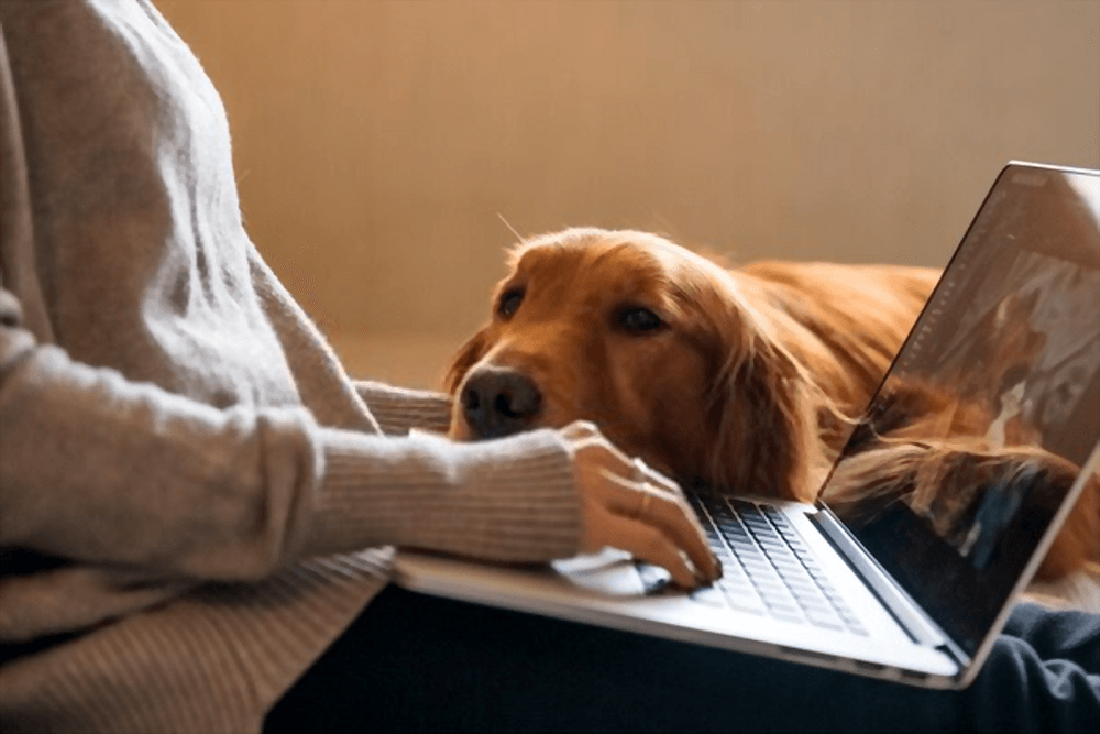 Large fit bark dog laptop working 56c63d346b