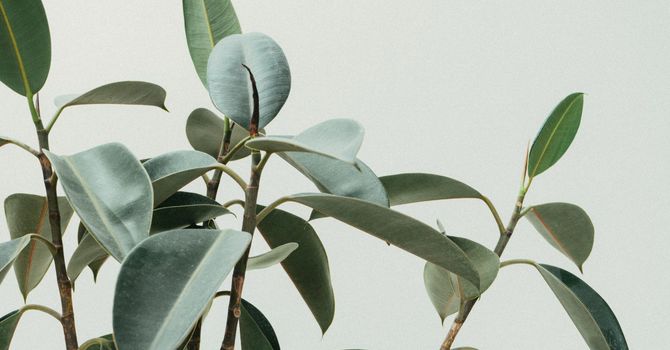 Functional Medicine
