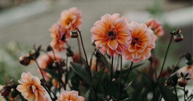 Follow up appointment