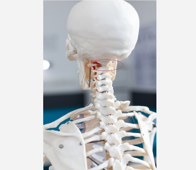 Skeleton with the Atlas Bone circled