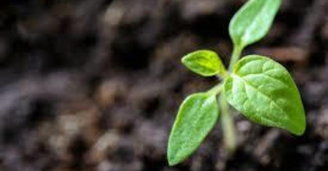 Goals and Growth