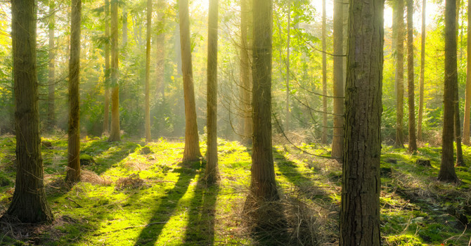 Forest bathing employs nature to promote healthy living image