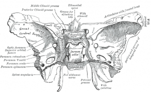 sphenoid-300x184-1