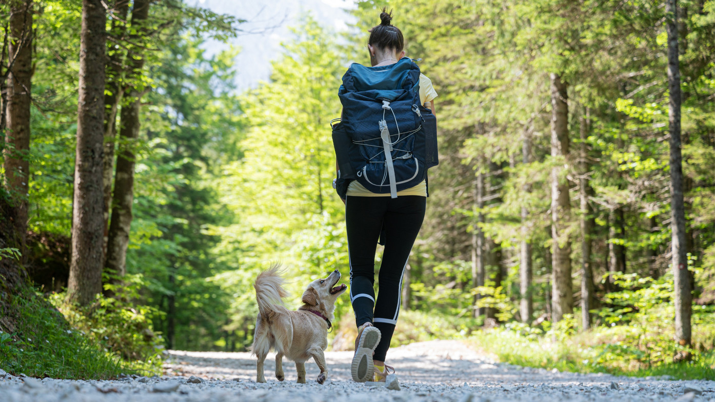 Knee pain, mobility, acupuncture for knee pain, acupuncture in Seymour