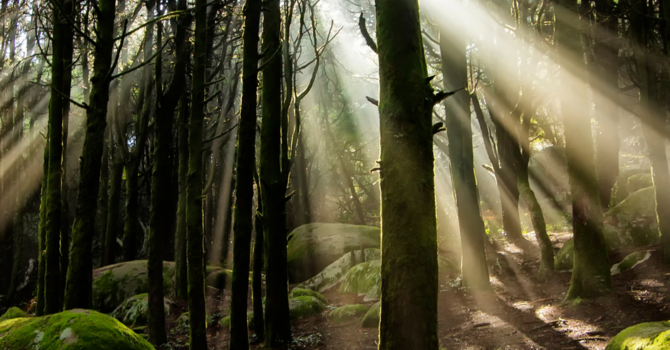 Healing Relationships with Attachment-Focused Therapy