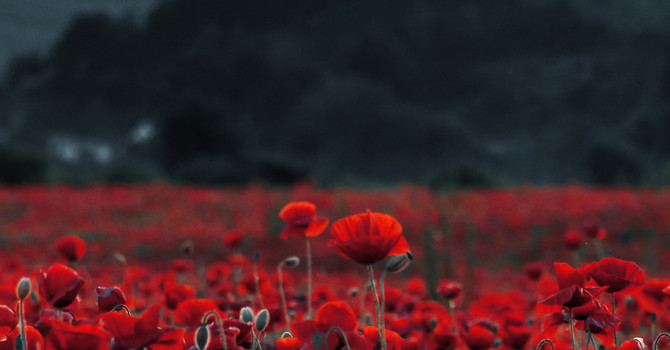 Honouring Canadian Veterans this Remembrance Day