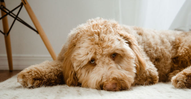 How Chiropractic Care, Massage Therapy, and Acupuncture Can Help with Seasonal Depression