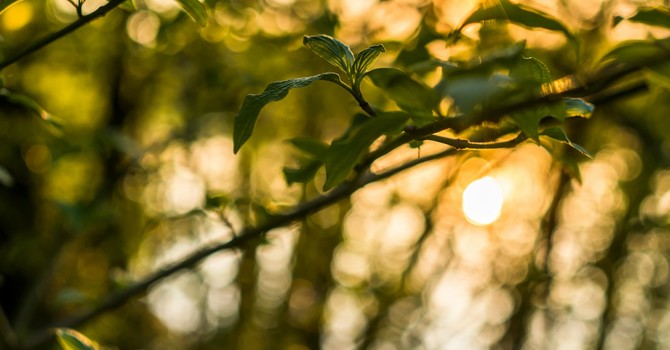 The Benefits of Gratitude (and 5 simple activities anyone can try ) 