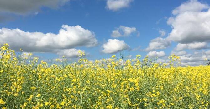 The Menopause Transition