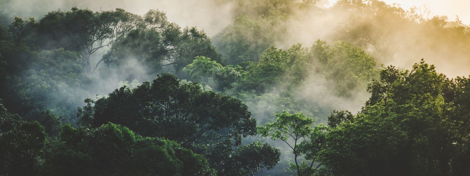 Aerial view of a foggy forest symbolizing depth therapy for OCD, intrusive thoughts, and anxiety in Ontario