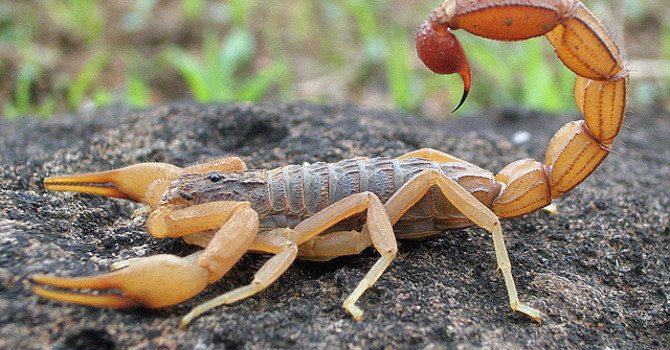 Home Remedies for a Scorpion Sting