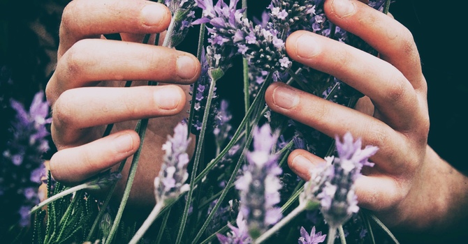 The Mental Health Connection  image