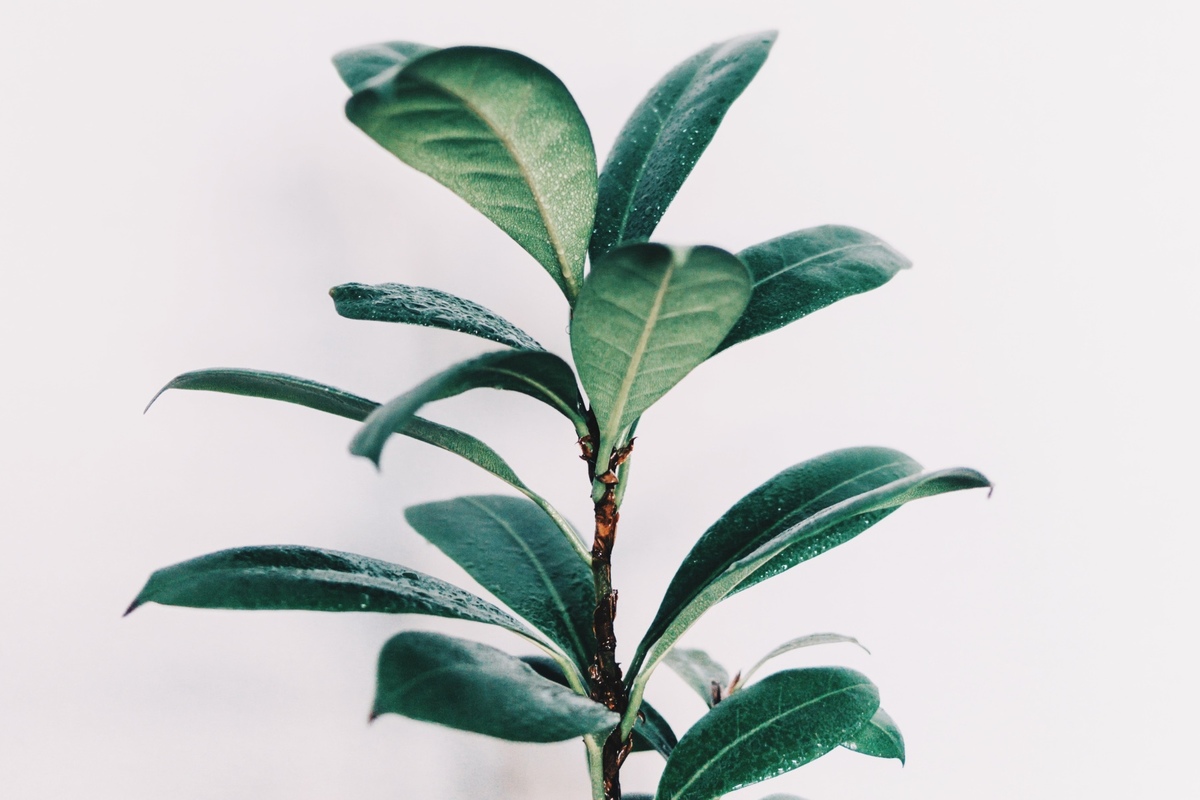 Elevated Therapy Clinic