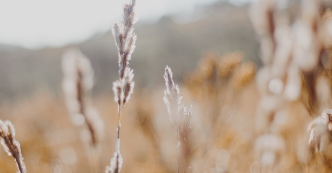 The Role of Nutrition in ADHD Management: How a Healthy Diet Can Help Manage Symptoms