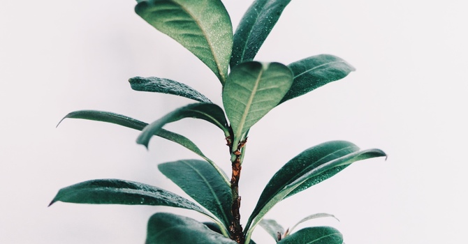 Acupuncture - Chinese Medicine