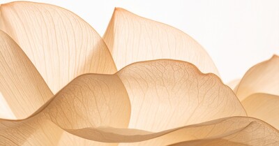 Soft light filtering through abstract beige petals