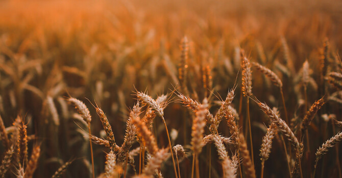 Modern Wheat vs. Ancient Grains image