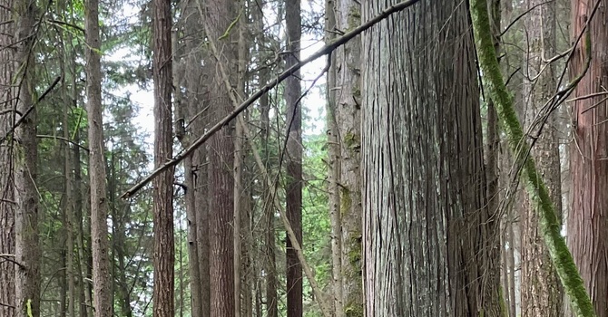 Grief and loss can be traumatic