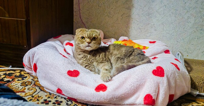 Sleep Problems in Late Winter: Heart, Shen & a Little Fire