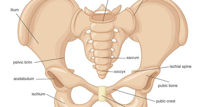 The Webster Technique