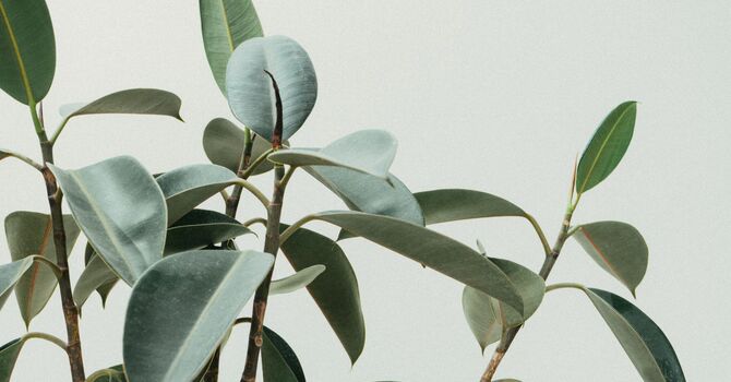 Histamine & Estrogen Dominance