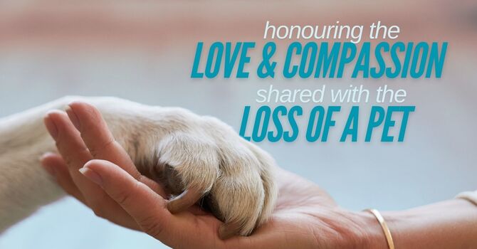 Finding Compassionate Support After the Loss of a Beloved Pet image