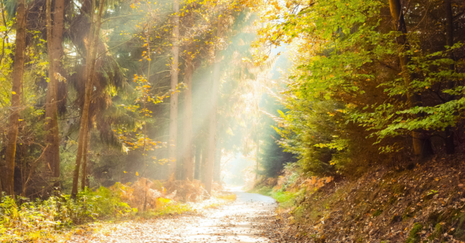 What is Somatic Therapy? Healing Trauma Through the Body image