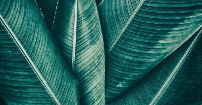 Hormone Replacement Therapy (HRT) for Women