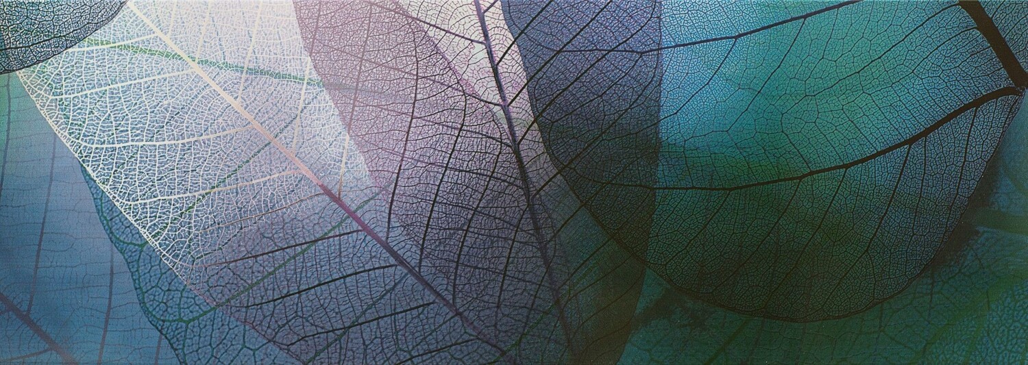 fall leaves symbolizing the onset of autumn and change