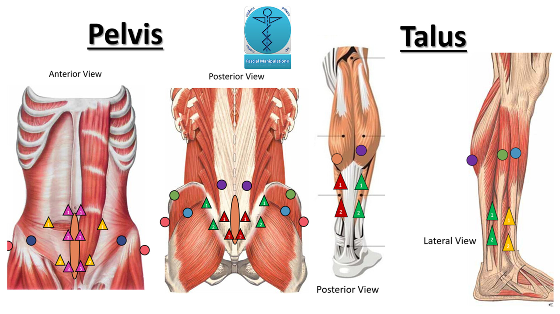 Pelvis and Talus