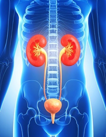 kidney (1)