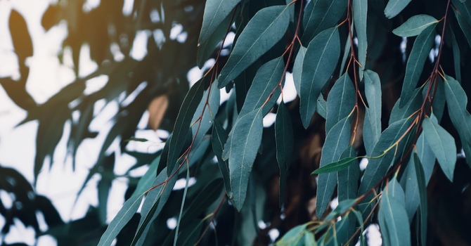 Healing Trauma through Movement