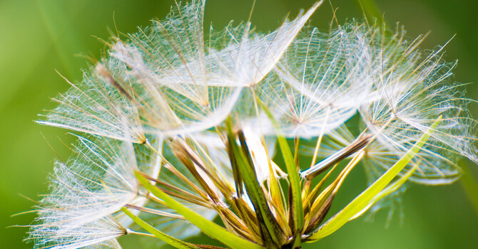 Spring Allergies: Why They Happen (and Natural Ways to Feel Human Again) image