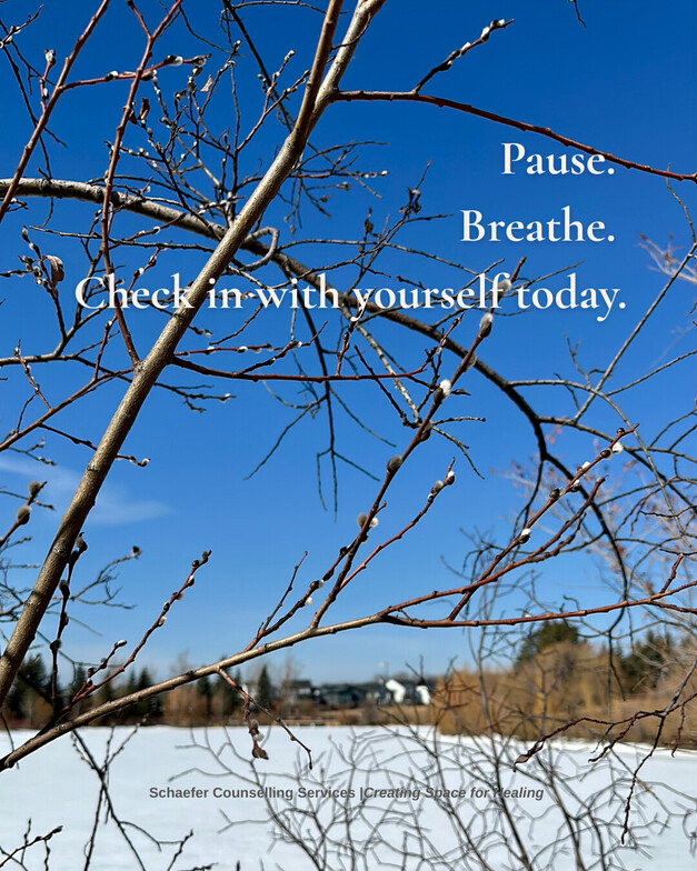 Close-up of pussy willow branches with buds in St. Albert, symbolizing new beginnings and spring renewal.