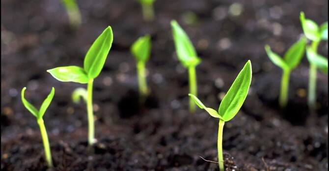 Revitalize This Spring with Herbal Care from Our Road Home.