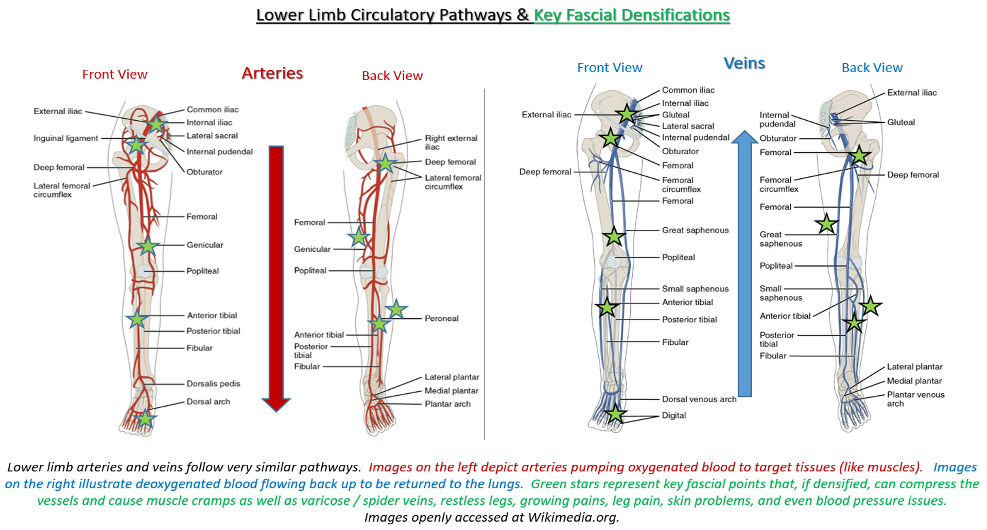 Circulation and densifications