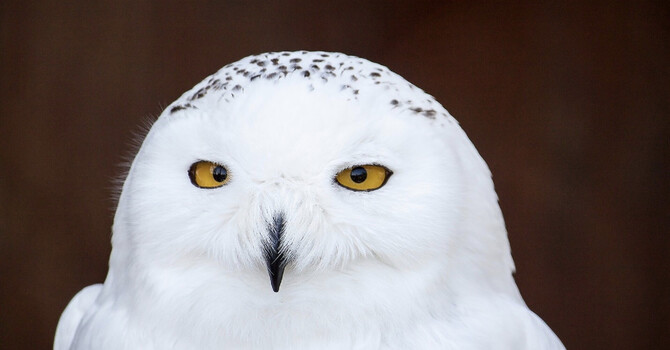 WHO WHO WHO ARE YOU?