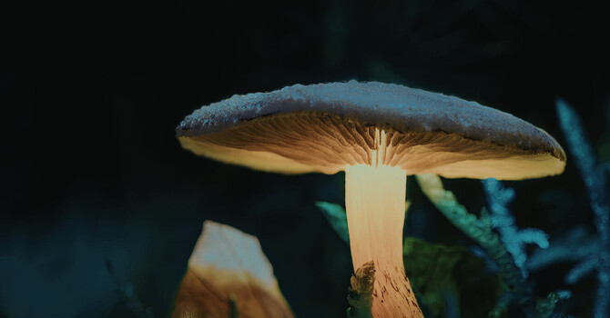 Plant Medicine Integration