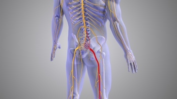 Nervous system activated