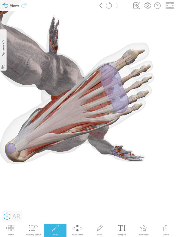 Plantar Fascia