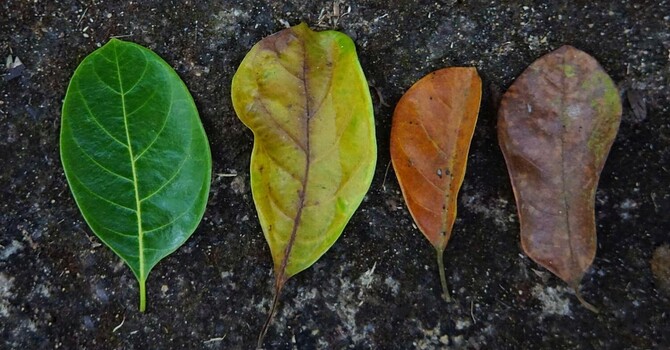 When Life Changes Everything: How Life Transitions Therapy Can Help