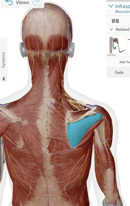 Infraspinatus